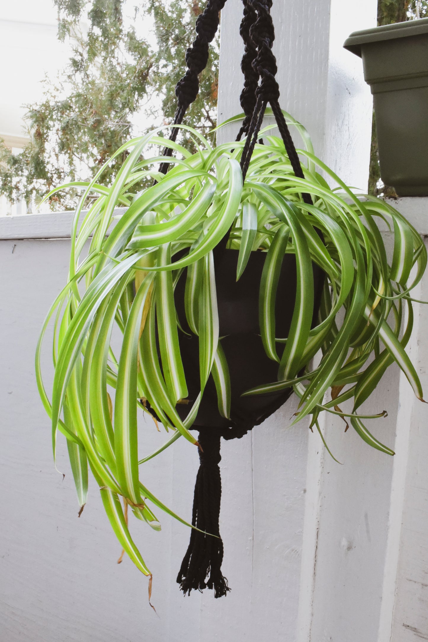 Macrame Plant Hanger