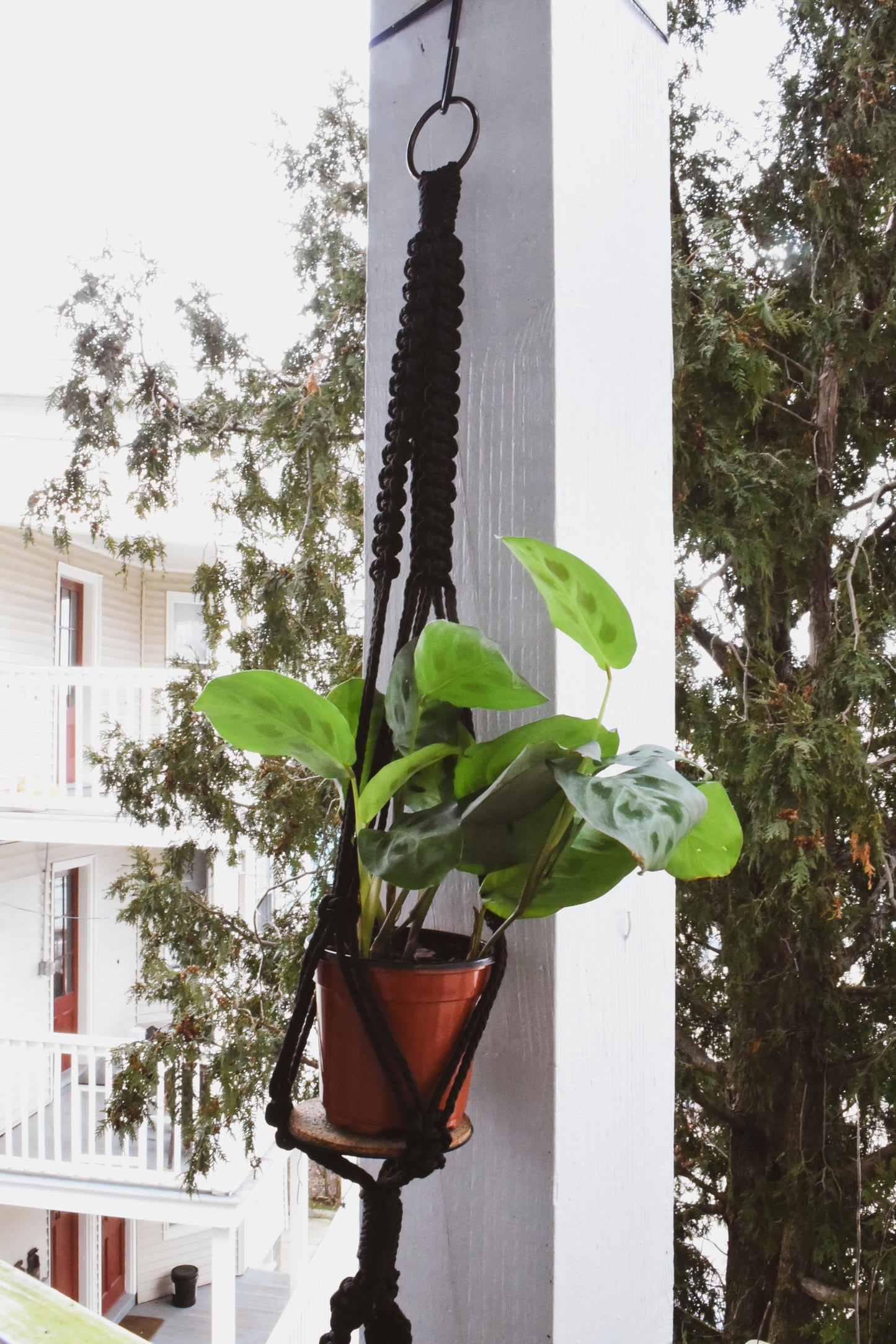Macrame Plant Hanger